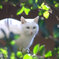 蒼い目の猫その壱