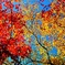曲渕の紅葉その弐。