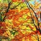 曲渕の紅葉その参。