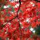 momiji1