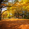 『与野公園』