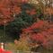 竜田川紅葉