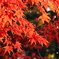 燃えるような紅
