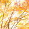 red leaves. no1