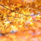 red leaves. no2