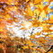 red leaves. no3