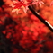 箕面公園