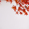 紅白