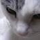猫01