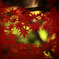 紅葉の永観堂