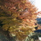 Big tree.