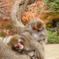 Japanese Monkey