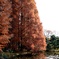 神代植物公園