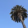 カリフォルニア