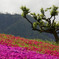 芝桜