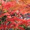 二尊院紅葉