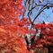常寂光寺紅葉