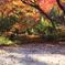 宝きょう院紅葉