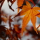 紅葉の脈