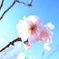 四季桜