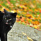 黒猫に出会った５