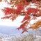竜田川紅葉