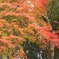 竜田川紅葉