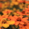 街の花畑