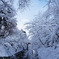 桜名所　雪世界