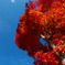 photo_2246473