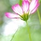透花