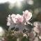 眩しいばかりの花びら
