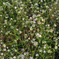 IMGP0339s