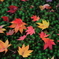 Colored leaves topping