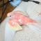 アキクサ扇