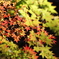 紅葉狩り三昧