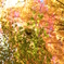 Autumn color. 