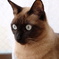 愛猫ー2