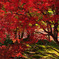 紅く染まる
