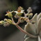サボテンの花