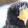 Yellow beak