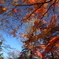 多聞院（埼玉県所沢市）の紅葉