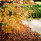 紅葉散歩①、寺院 (film)