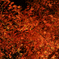 六義園 紅葉ライトアップ