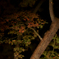 六義園 紅葉ライトアップ