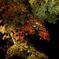 六義園 紅葉ライトアップ