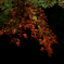 六義園 紅葉ライトアップ