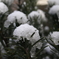 雪