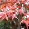 六義園にて