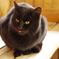 黒猫